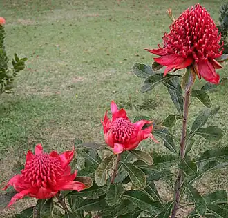 Телопея прекрасная