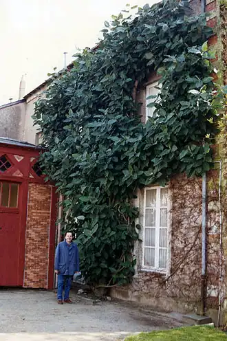 Общий вид растения