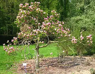 Общий вид цветущего растения