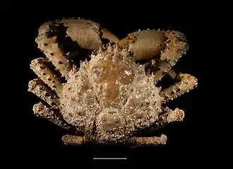 Maguimithrax spinosissimus (линия = 3 см)