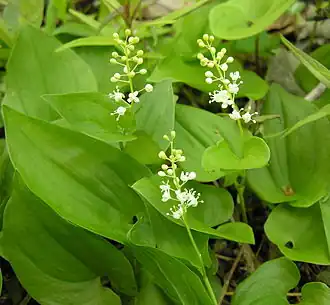 Майник двулистный. Группа цветущих растений