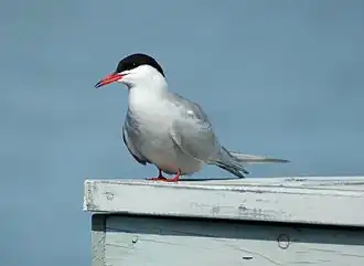 Речная крачка (Sterna hirundo)
