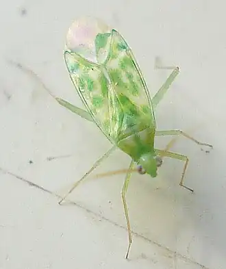 Malacocoris chlorizans