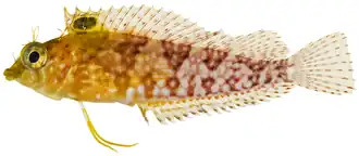 Malacoctenus boehlkei