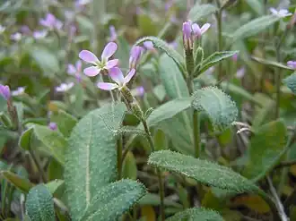 Стригозелла африканская (Strigosella africana)