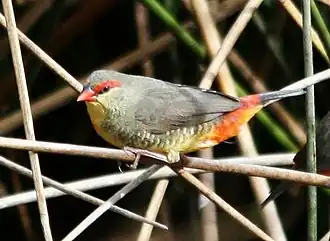 Золотистогрудый астрильд