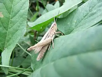 Самец Белоокаймлённого Конька (Chorthippus albomarginatus) светло-песчаного цвета сидит на листе растения