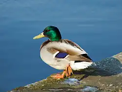 Самец кряквы в брачном оперении