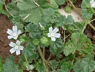 Цветущее и плодоносящее растение. Анталья, Турция.