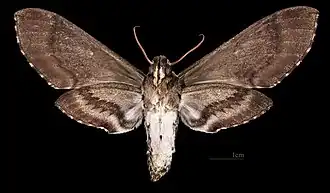 Manduca brasiliensis  ♀ △