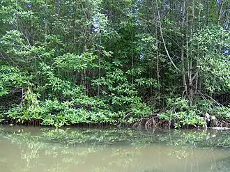 Мангровый лес Канзё