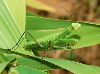 Обыкновенный богомол (Mantis religiosa)