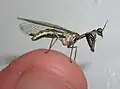 Mantispidae sp.