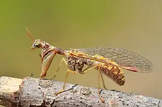 Mantispa styriaca