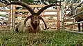 Баран породы «Manx Loaghtan[англ.]» с 2-3 парами рогов в выведении которой вероятно принимали участие вымершие джерсийские овцы