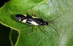 Dryophilocoris flavoquadrimaculatus