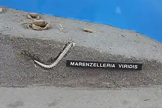 Marenzelleria viridis