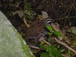 Мадагаскарская куропатка