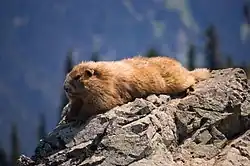 Marmota olympus