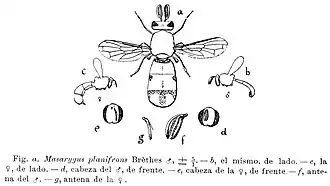 Masarygus planifrons