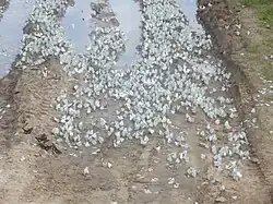 Массовый вылет боярышницы