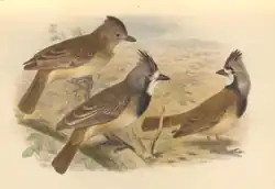 Австралийская птица-колокольчик10 декабря 2020