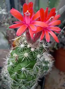 Matucana tuberculata