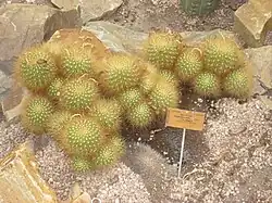 Matucana weberbaueri