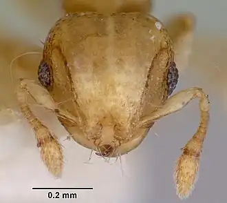 Муравей Mayriella sharpi