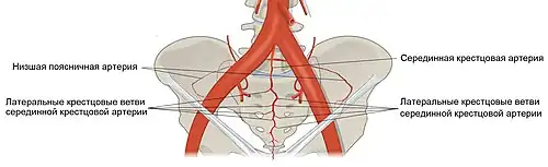 Срединная крестцовая артерия и её ветви