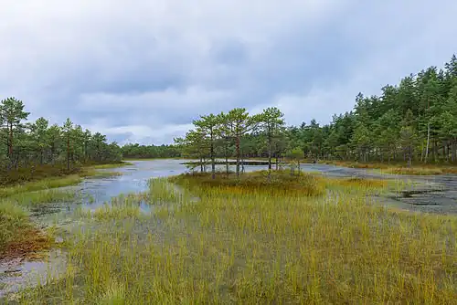 Болото Меэникунно