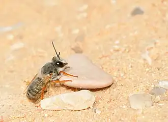 Megachile (Chalicodoma) atrocastanea (Alfken 1932),