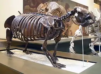 Мегалокнус