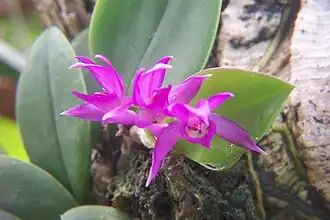 Meiracyllium trinasutum типовой вид рода