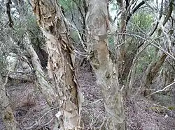 Melaleuca croxfordiae