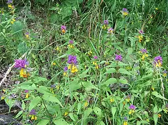 Общий вид растения