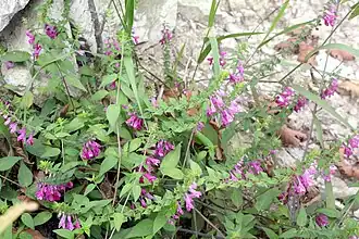 Общий вид растения, Корея