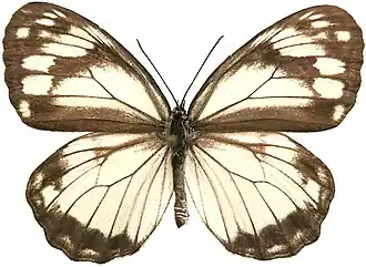 Пестроглазка эпимеда