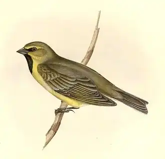 Уздечковая меланодера