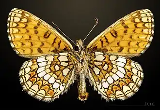 Шашечница Аврелия ♂△