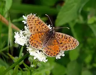 Шашечница красная