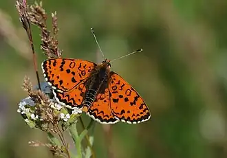 Шашечница прерывистая