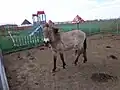 Лошадь Пржевальского
