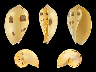 Раковина моллюска