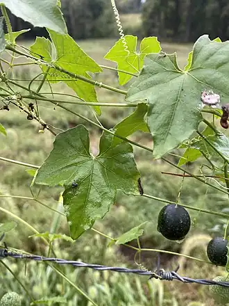 Мелотрия повислая