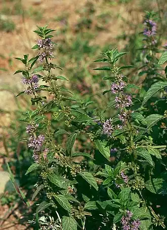 Мята полевая (Mentha arvensis)