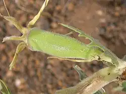 Плод-коробочка