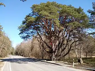 Мерикюлаская сосна, природоохранный объект