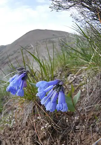 Общий вид цветущих растений на горе Берч, округ Шелан, штат Вашингтон