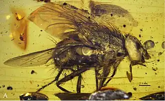 Mesembrinella caenozoica